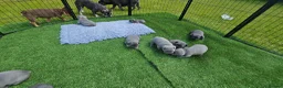French Bulldog dogs for sale: Exceptional KC French Bulldog Puppies - Advert 14