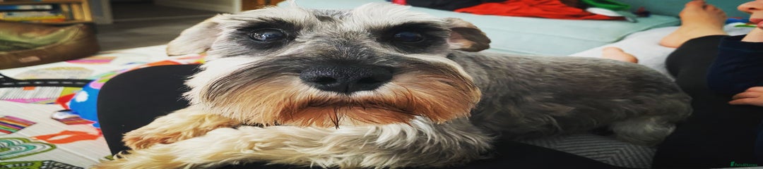 Miniature Schnauzer Puppy 1