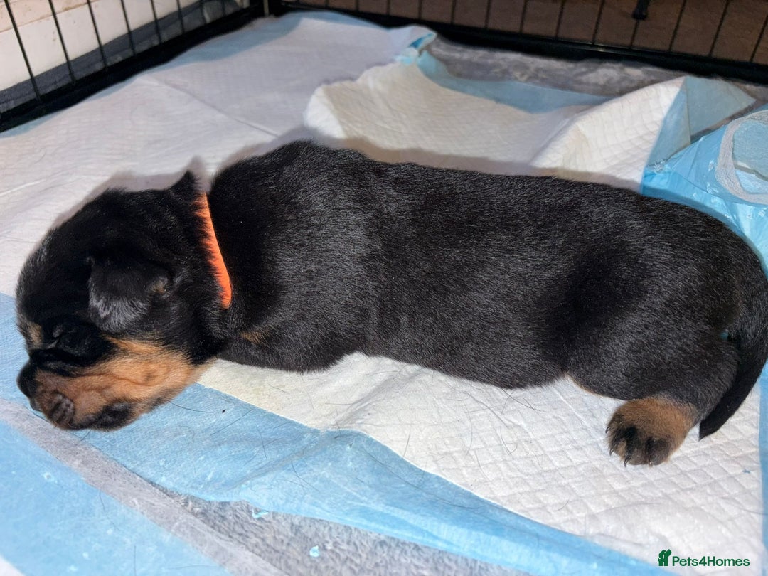 Rottweiler dogs for sale: KC Rottweiler puppies  - Advert 23