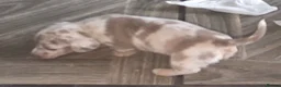 Dachshund dogs for sale: Minature short haired Daschunds - Advert 8