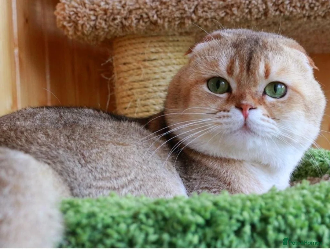 Scottish Fold cats for sale: LOVELY PUREBRED SCOTTISH FOLD CHINCHILLA KITTENS  - Advert 1