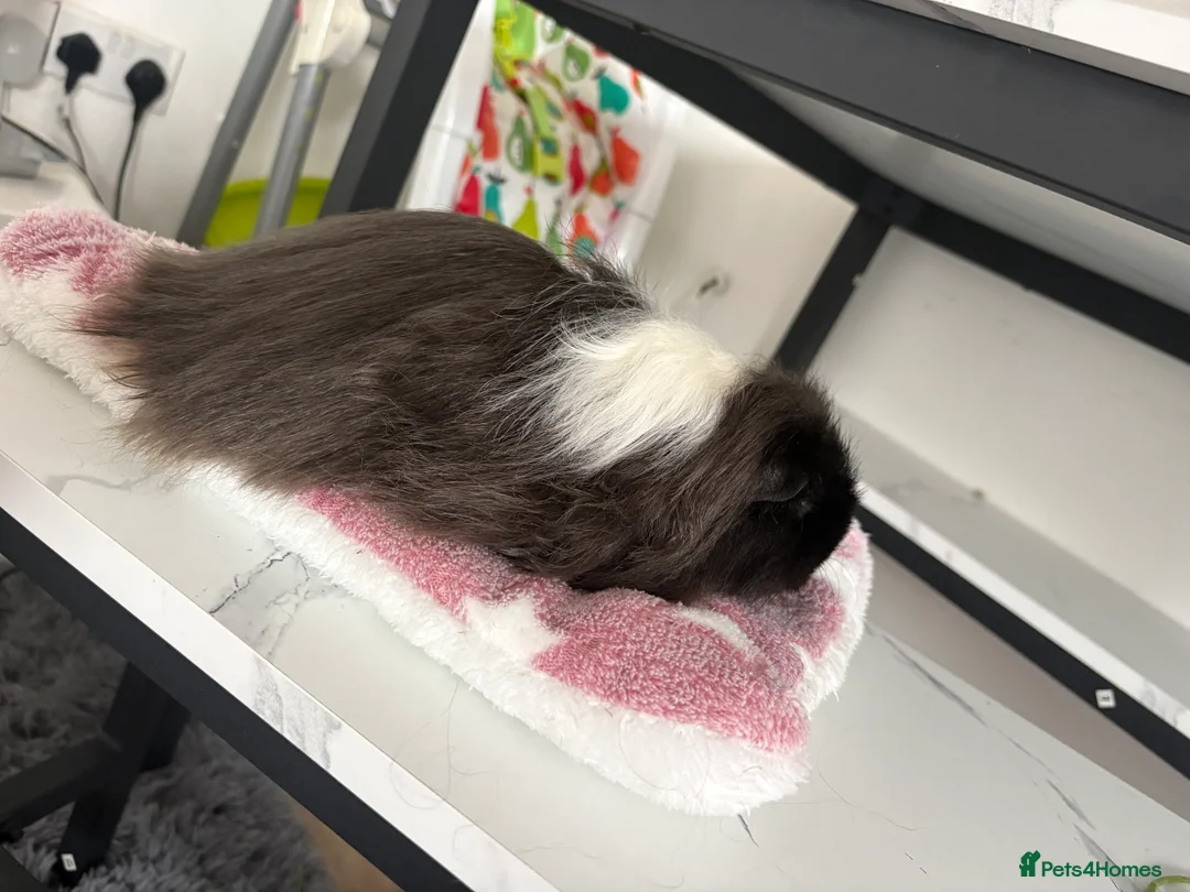 Guinea Pig rodents for sale: Female piggie for sale  - Advert 3
