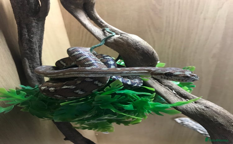 Python Snake reptiles - Advert 2