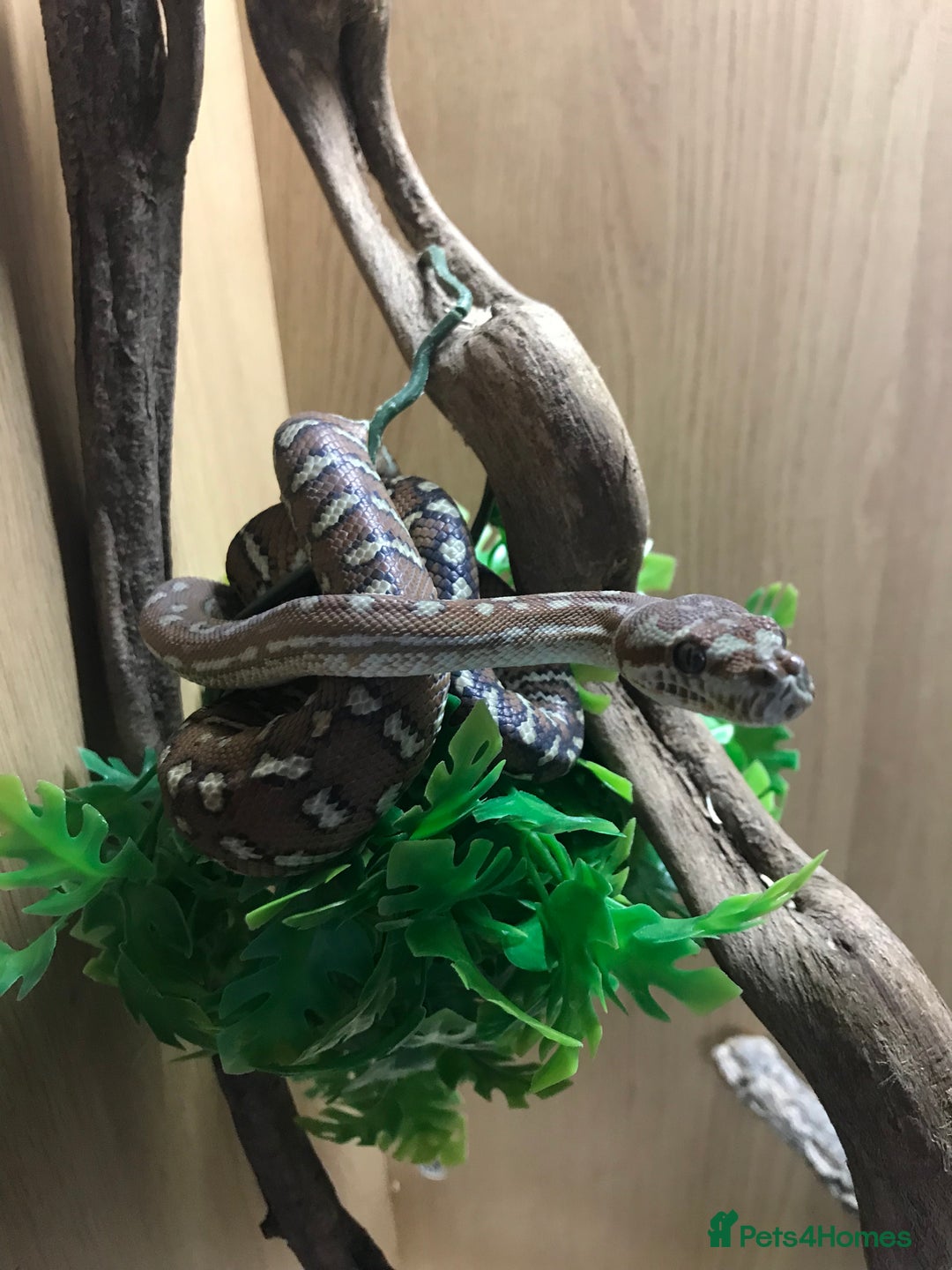 Python Snake reptiles for sale: Morelia bredli python male  - Image 1