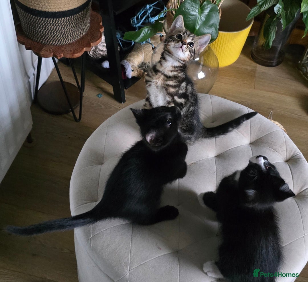 Mixed Breed cats for sale: Three boys looking for forever loving home  - Advert 2