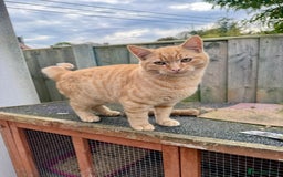 Mixed Breed cats for sale: Adorable Kittens Looking for Loving Homes  - Image 5