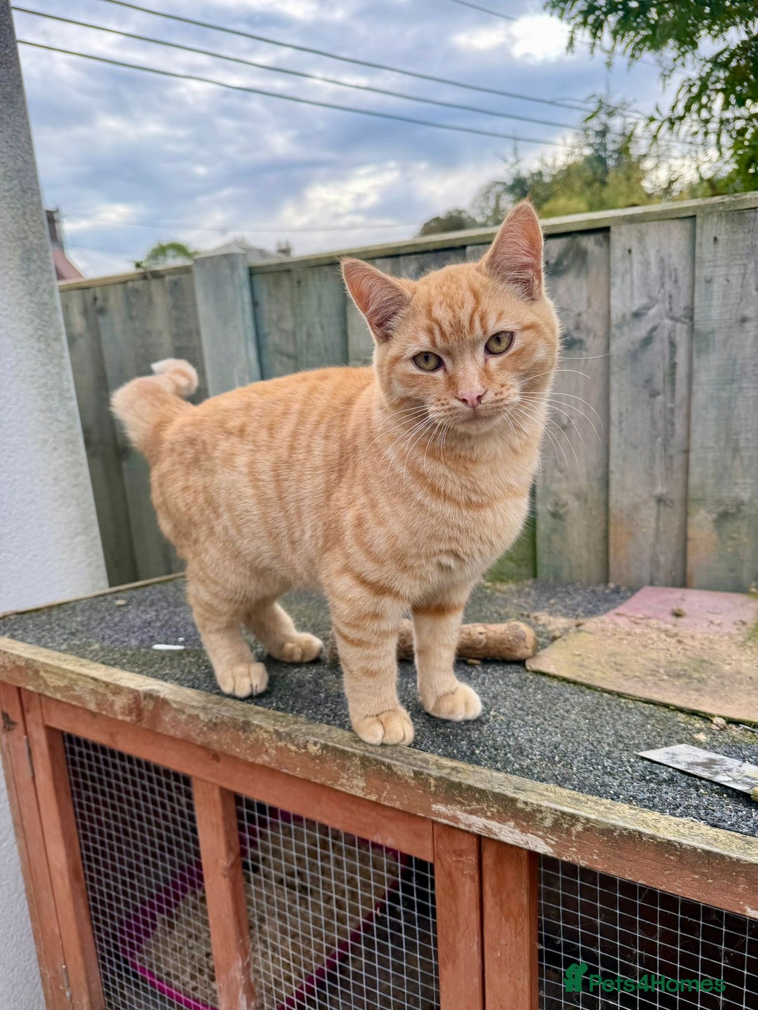 Mixed Breed cats for sale: Adorable Kittens Looking for Loving Homes  - Image 5
