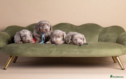 Miniature Dachshund dogs for sale: Miniature ( kaninchen) Long-Haired Dachshund  - Image 3