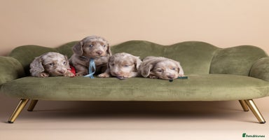 Miniature Dachshund dogs - Advert 14