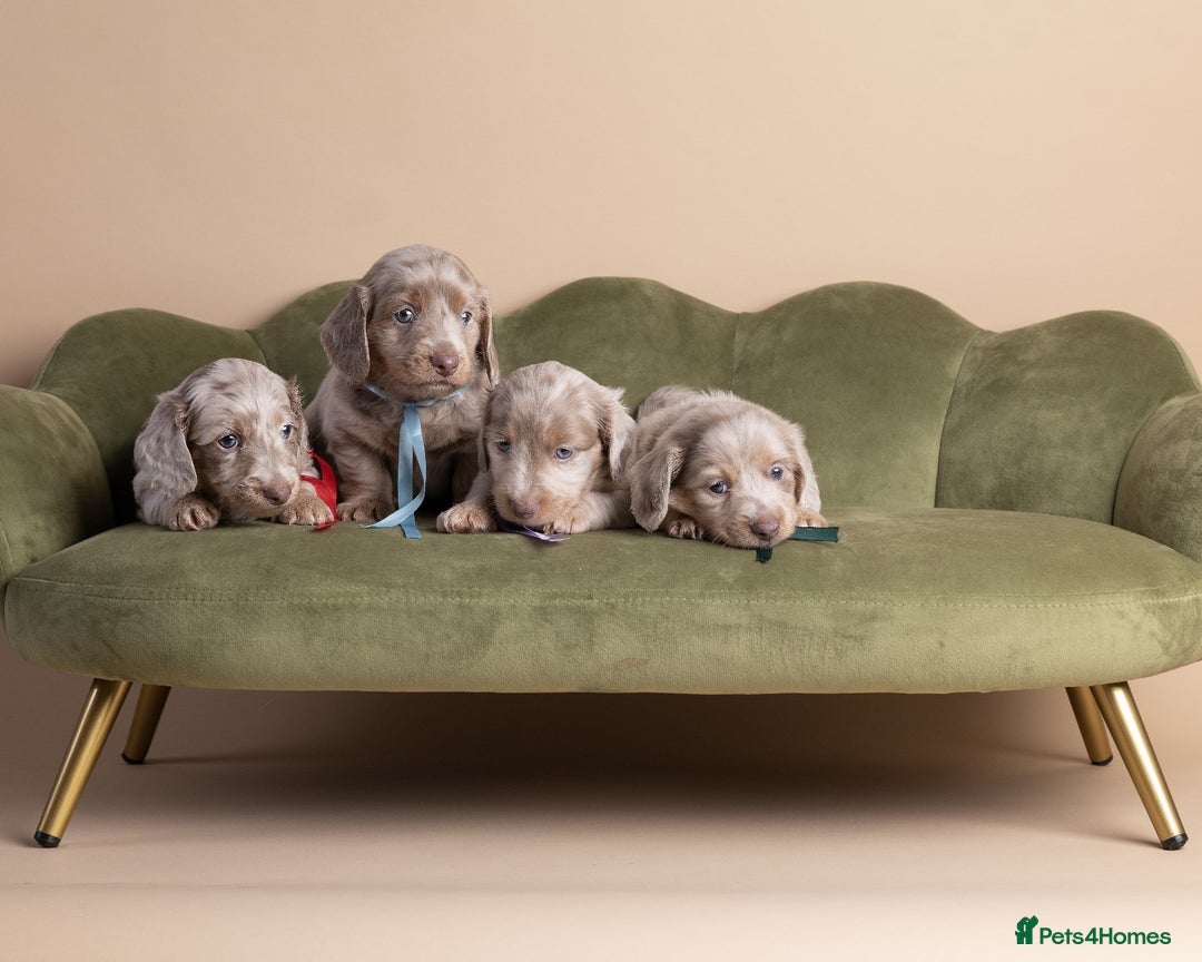 Miniature Dachshund dogs for sale: Miniature ( kaninchen) Long-Haired Dachshund  - Image 3