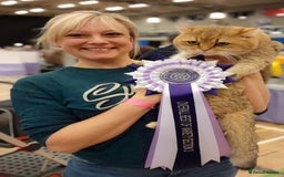 British Shorthair cats for sale: Golden Tipped BSH - last MalaMor Kittens  - Image 16