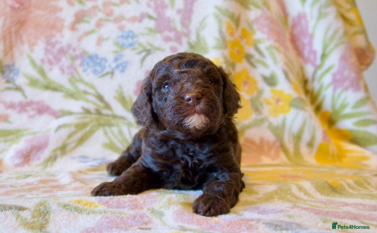 Miniature Poodle dogs Health tested, Brown, Mini x Toy Poodle puppies - Advert 15