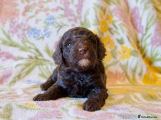 Miniature Poodle dogs Health tested, Brown, Mini x Toy Poodle puppies - Advert 14