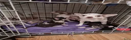 Chihuahua dogs for sale: Merle chihuahua 5 x puppies London se9 - Advert 2