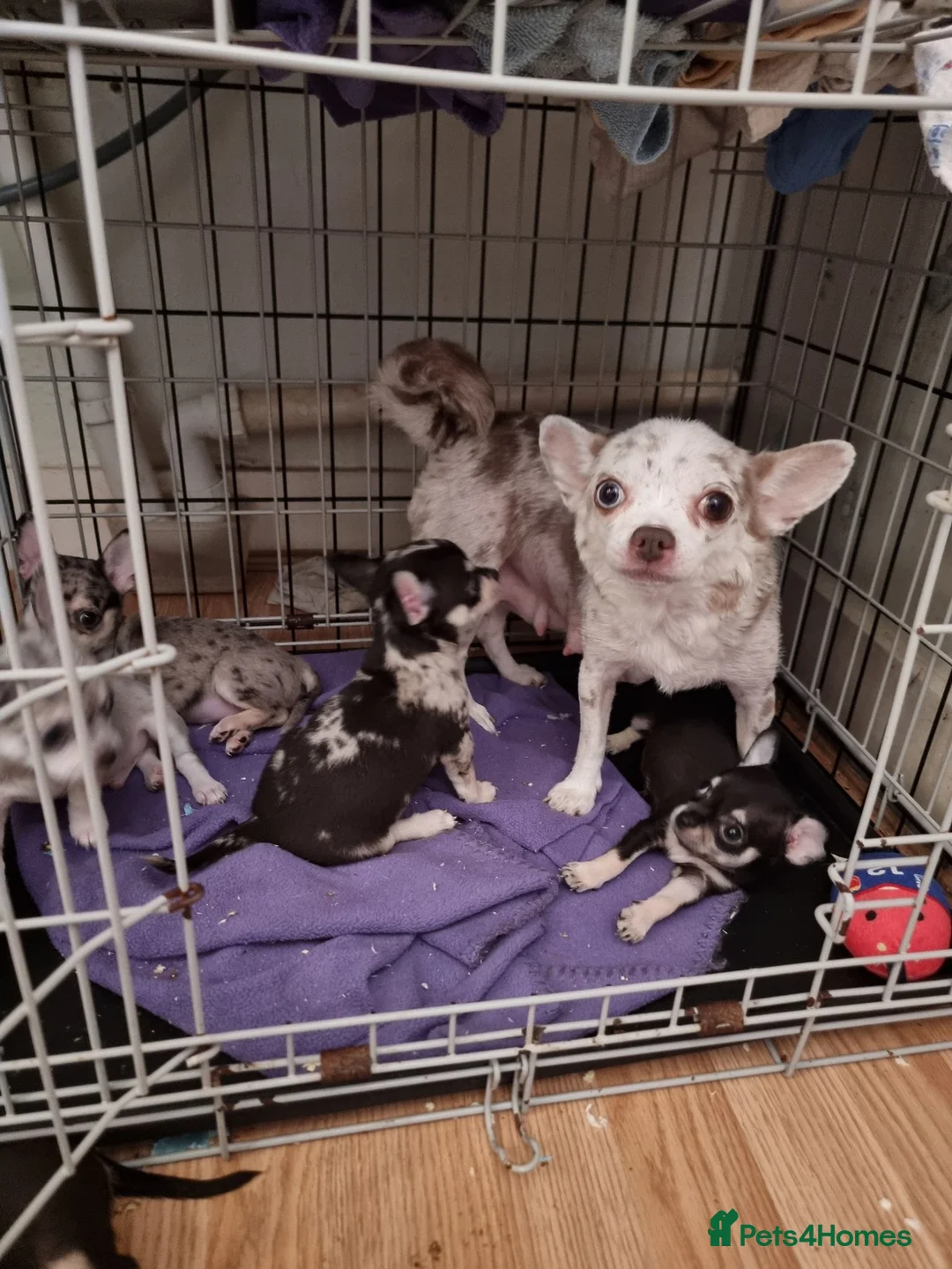Chihuahua dogs for sale: Merle chihuahua 5 x puppies London se9 - Advert 2