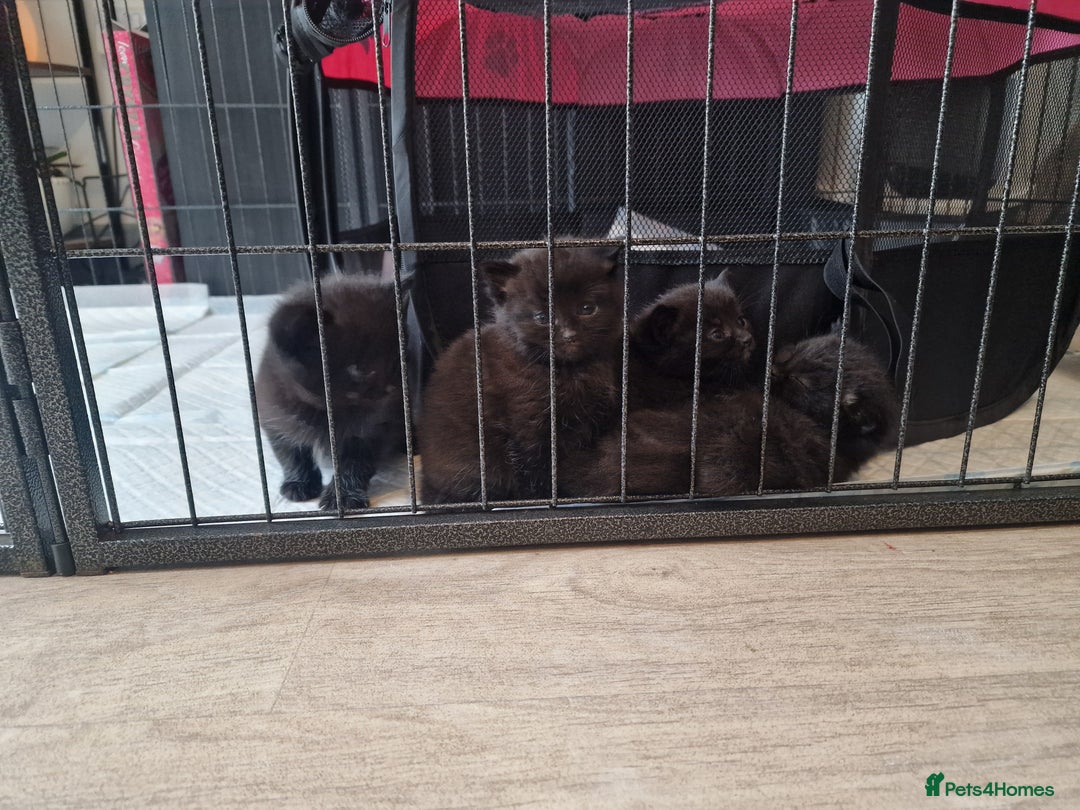 British Shorthair cats for sale: British shorthair x tabby kittens - Advert 10