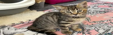Mixed Breed Kitten 3