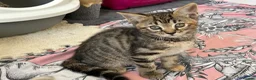 Mixed Breed cats for sale: Kittens looking for homes  - Advert 5