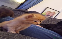 Maine Coon cats for sale: 2 Maine coon cross kittens - Advert 17