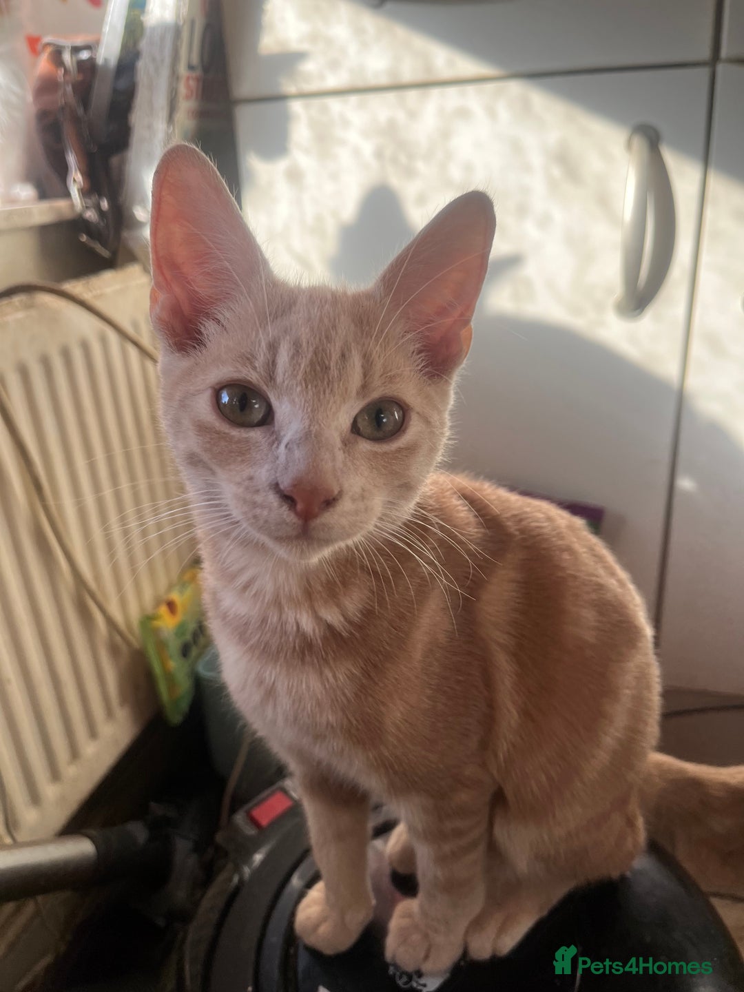 Mixed Breed cats for sale: Beautiful mixed kittens  - Image 14
