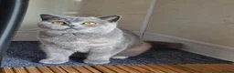 British Shorthair cats for sale: Beautiful sweet blue cream British Shorthair  - Advert 5
