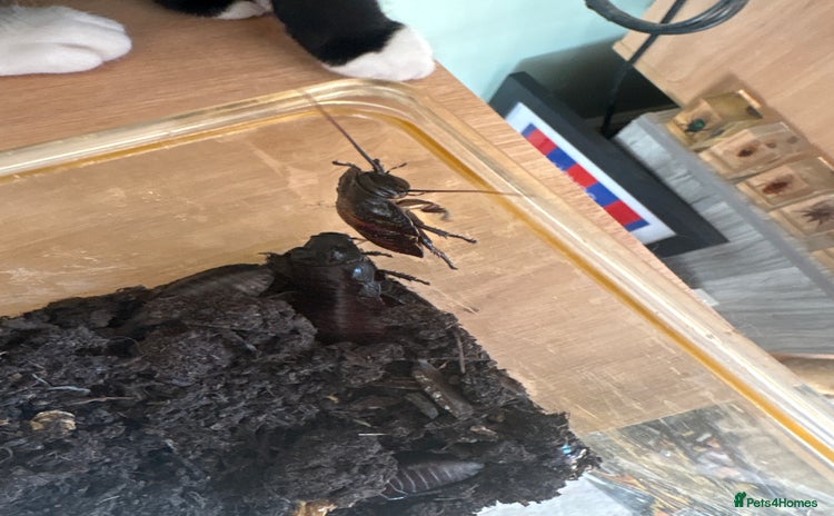 Cockroaches invertebrates - Advert 1