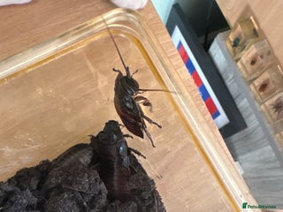 Cockroaches invertebrates - Advert 3