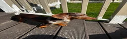 Miniature Dachshund dogs for sale: Tiny Miniature Dachshunds for sale!!!  - Advert 1
