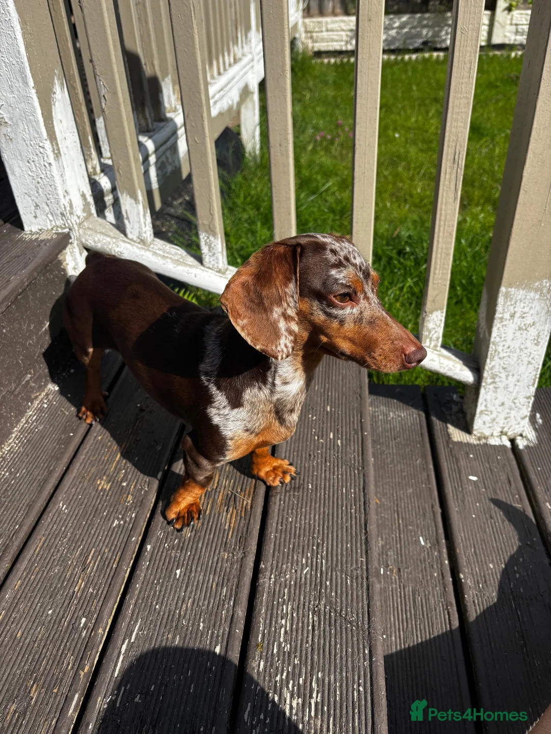 Miniature Dachshund dogs for sale: Tiny Miniature Dachshunds for sale!!!  - Advert 1