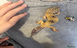 Leopard Gecko reptiles for sale: Leopard gecko and enclosure  - Advert 3