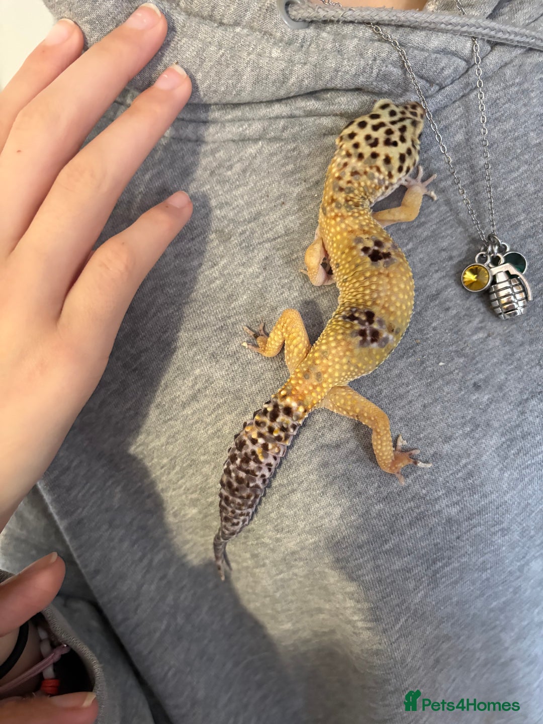 Leopard Gecko reptiles for sale: Leopard gecko and enclosure  - Advert 3