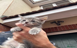 Mixed Breed cats for sale: Persian cross Ragdoll kittens real stunners - Image 20