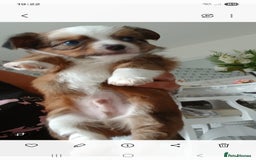 Chihuahua dogs for sale: Gorgeous chihuahua pups for sale  - Image 8