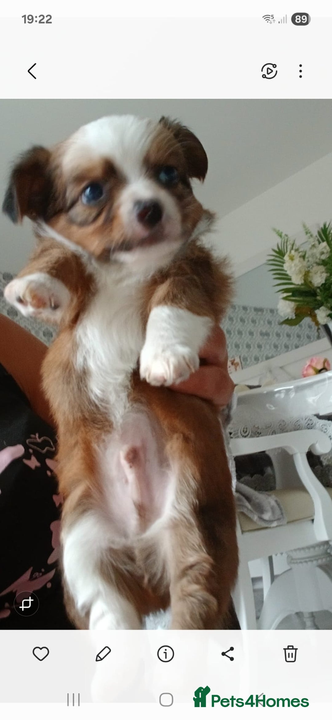 Chihuahua dogs for sale: Gorgeous chihuahua pups for sale  - Image 8