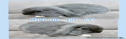Mini Lop rabbits for sale: Mini Lop Rabbits - Advert 13