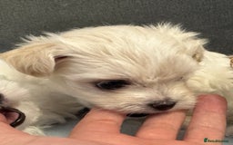 Morkie dogs for sale: Morkie puppies  - Image 9