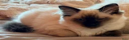Ragdoll cats for sale: READY TO GO! Stunning Ragdoll Kitten😍 - Advert 6