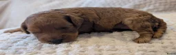 Cavapoo dogs for sale: Stunning extensively health tested Cavapoos in Portsmouth - Advert 24