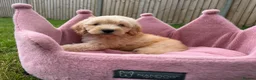 Cockapoo dogs for sale: Stunning F1 Cockapoos looking for 5⭐️ homes!  - Advert 20