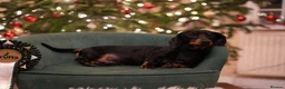 Miniature Dachshund dogs for sale: BVA eye tested IVDD screeened 3.5yr old boy  - Advert 3