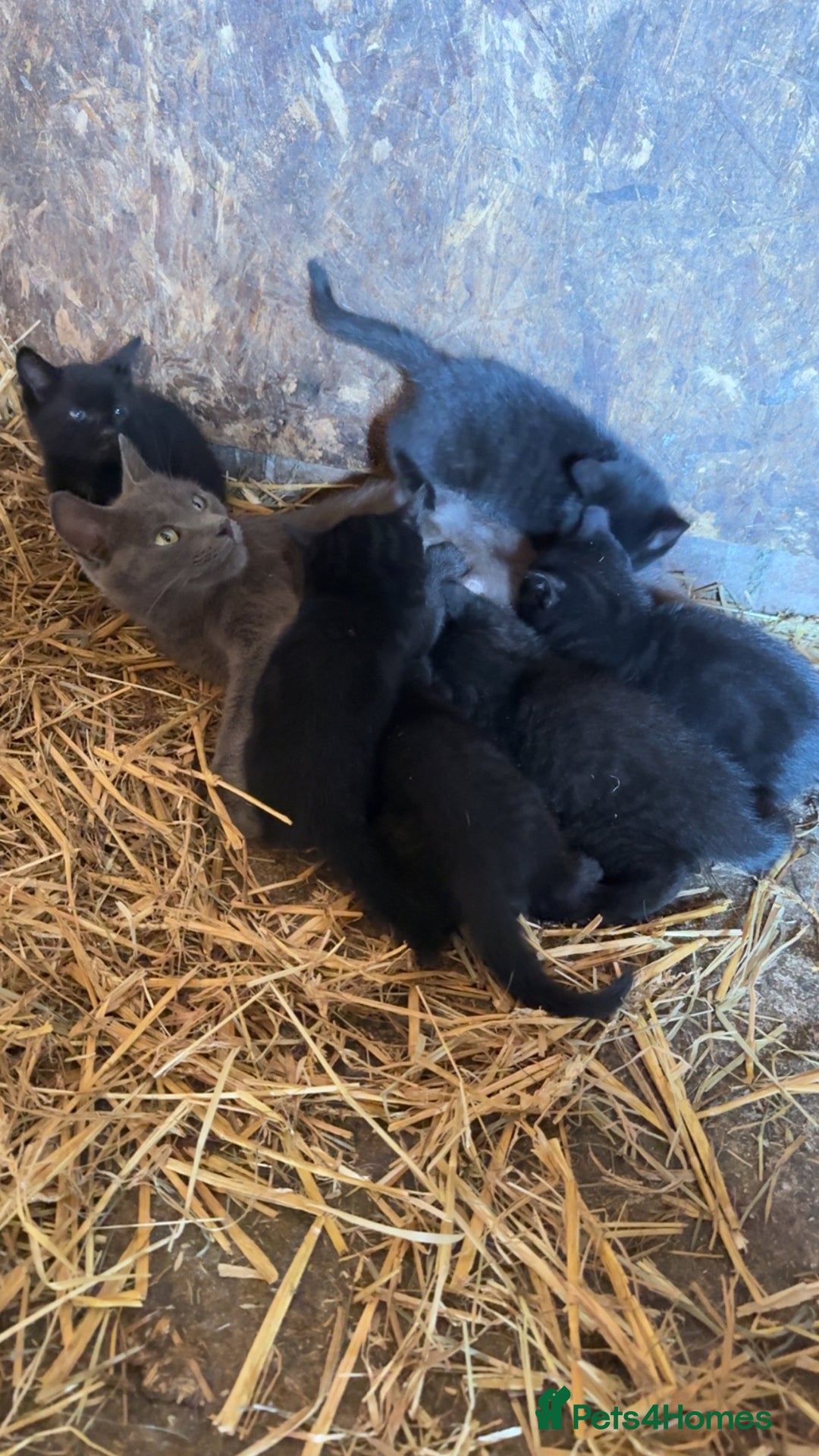 Mixed Breed cats for sale: Beautiful kittens available  - Image 6