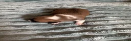 Jack Russell dogs for sale: Stunning Rare Coloured Jack Russell Puppies - Advert 9