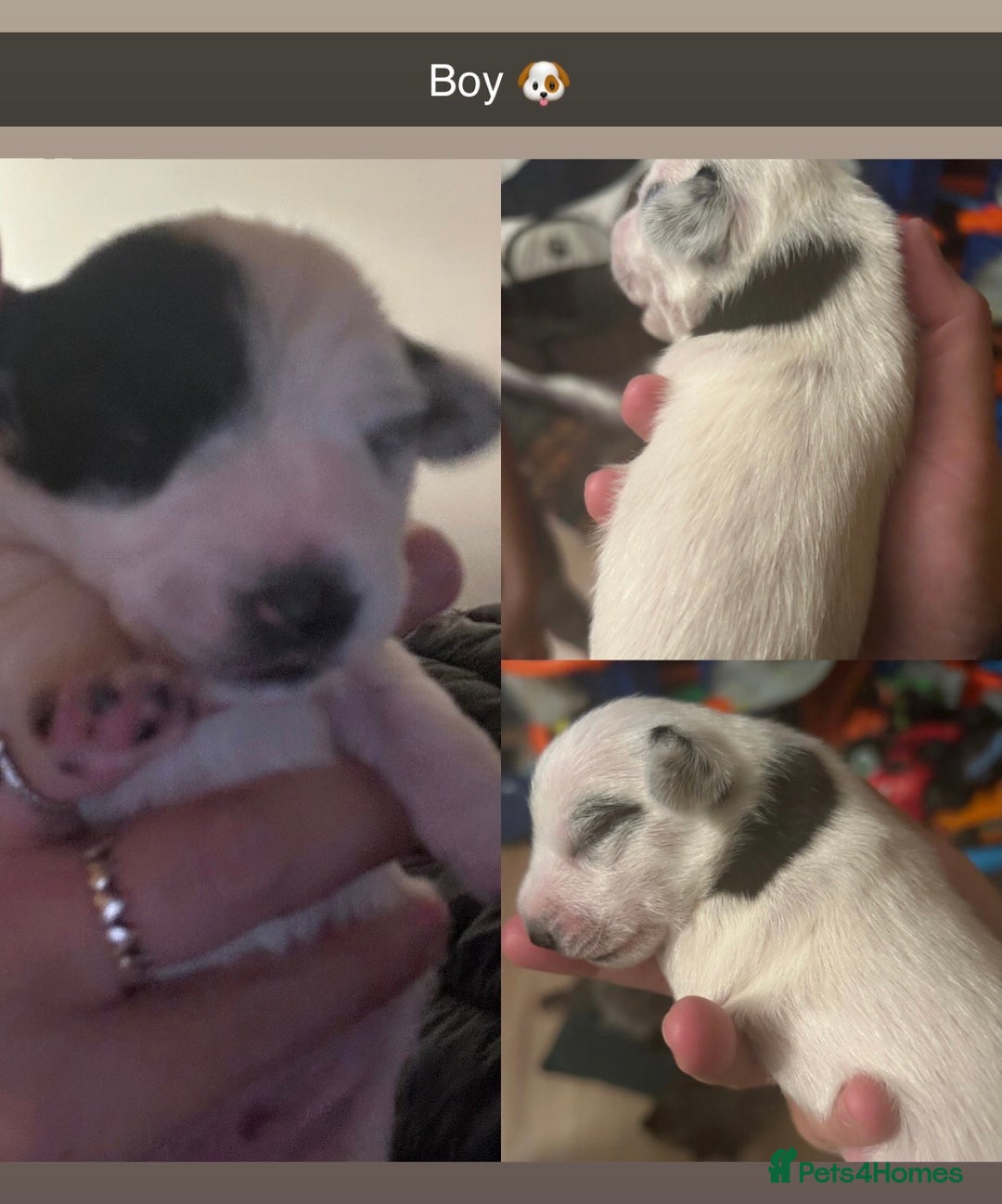 Jackapoo dogs for sale: Beautiful Jackapoos this is Bonnie’s 2nd litter  - Image 8