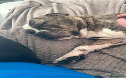 Old Tyme Bulldog dogs for sale: Poppy - Image 7