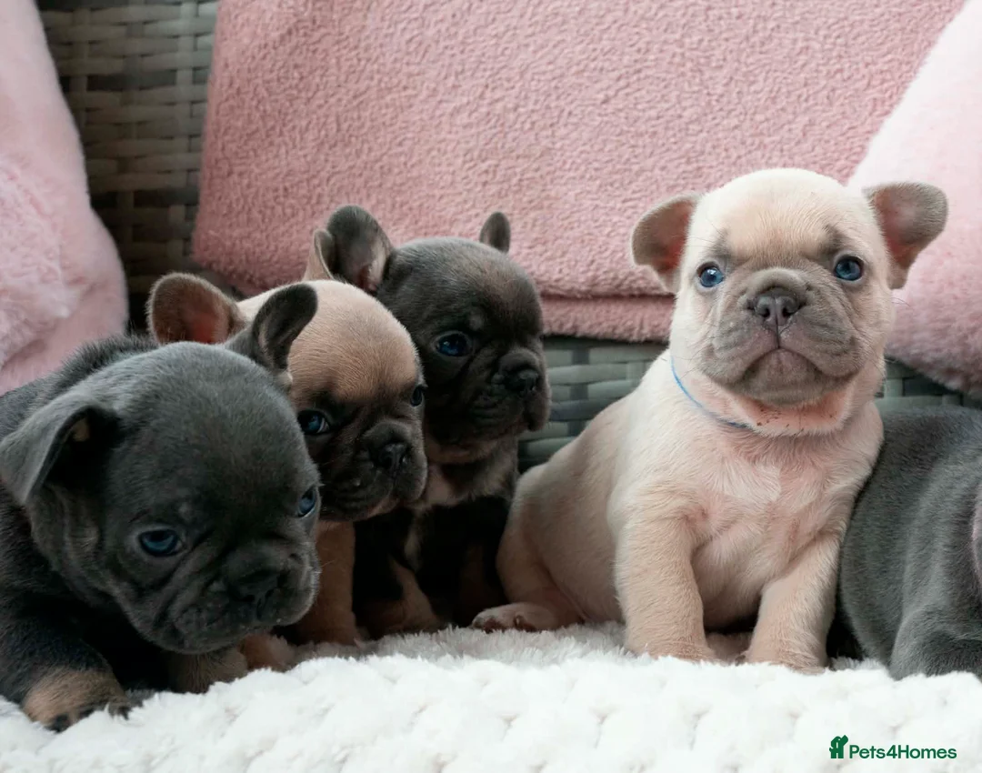 French Bulldog dogs for sale: French bulldog kc 5 gen - Advert 2