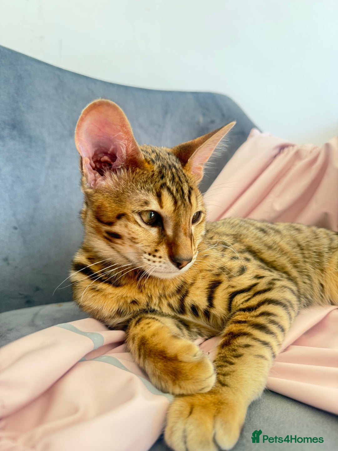 Savannah cats for sale: F3 Savannah Female Kitten Tica Reg - Image 6