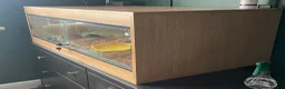 Python Snake reptiles for sale: Complete Setup With Female Royal Python - Advert 6