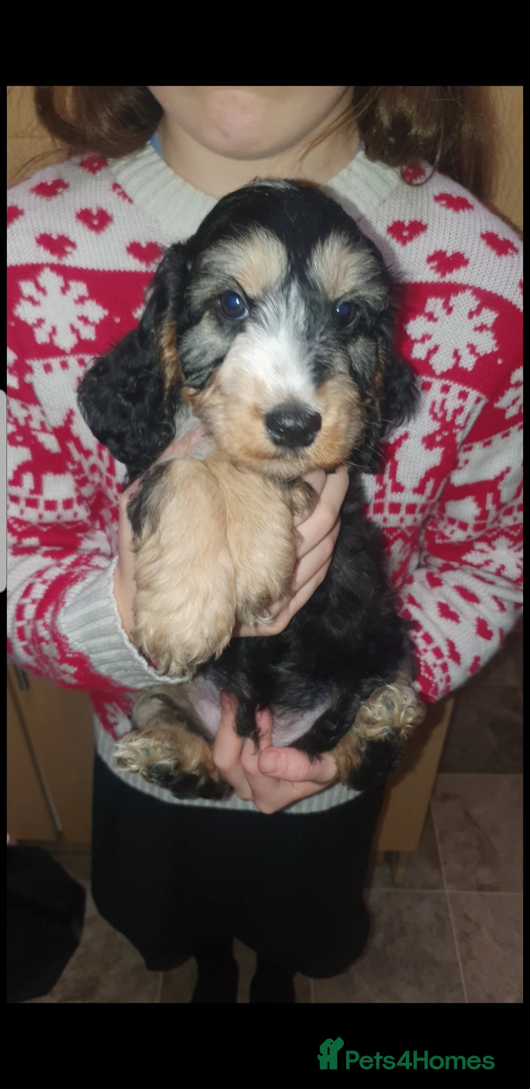 Cockapoo dogs for sale: Stunning cockapoo pups - Advert 4