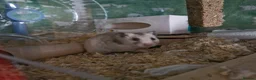Hamster rodents for sale: Syrian Hamster + Bucastate Cage (Read Description) in Steyning - Advert 6