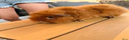 Guinea Pig rodents for sale: 2x boar/boy guinea pigs - well bonded  in Loughborough - Advert 7